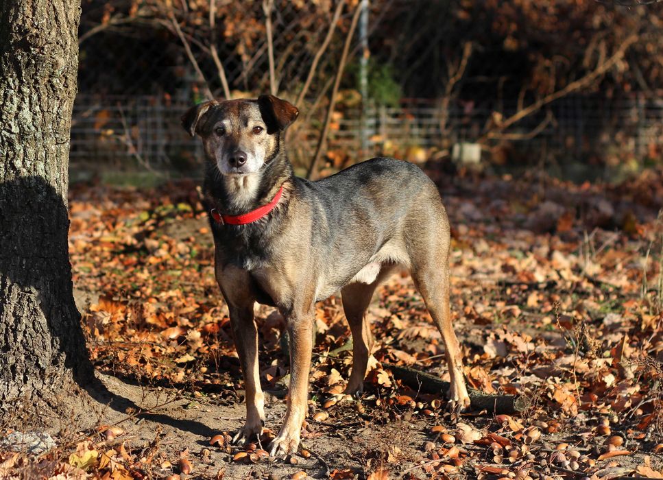 Neo- pies do adopcji