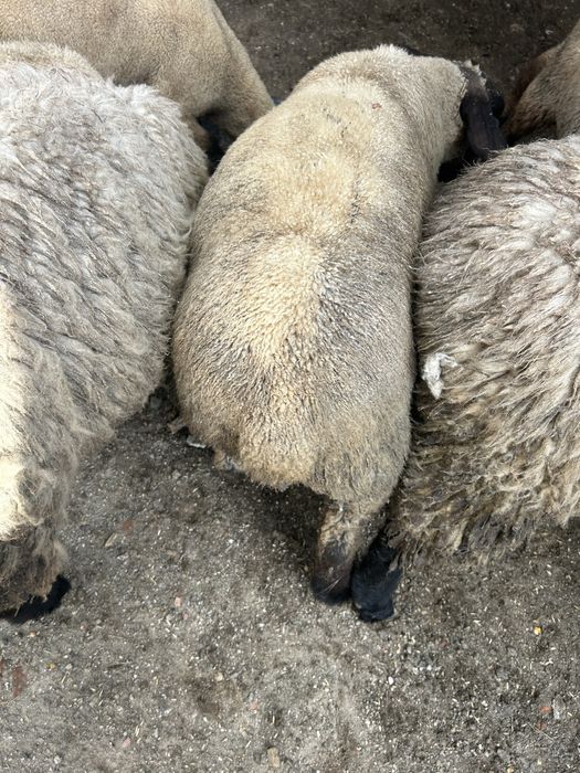 Animais de quinta