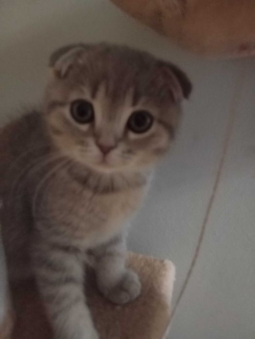 Кошеня блакитної золотої шиншили
