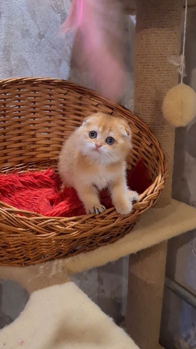 Шикарные шоу класса котята