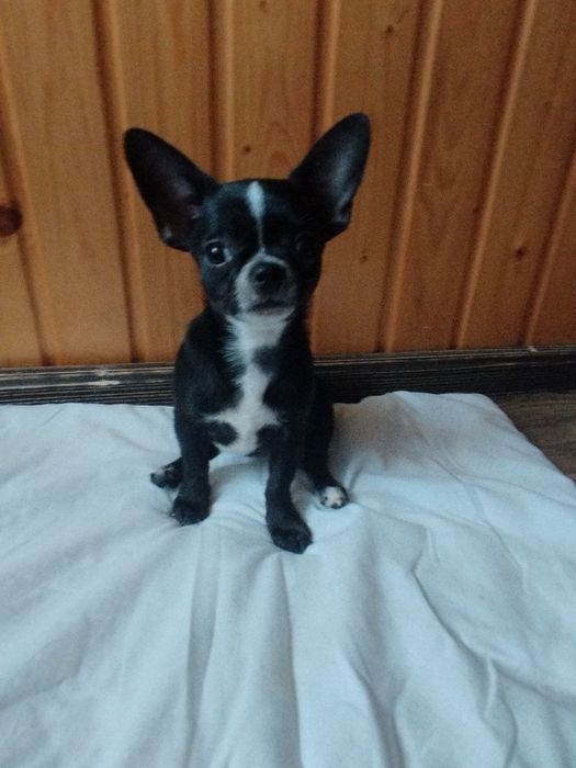 Чихуахуа, хлопччик