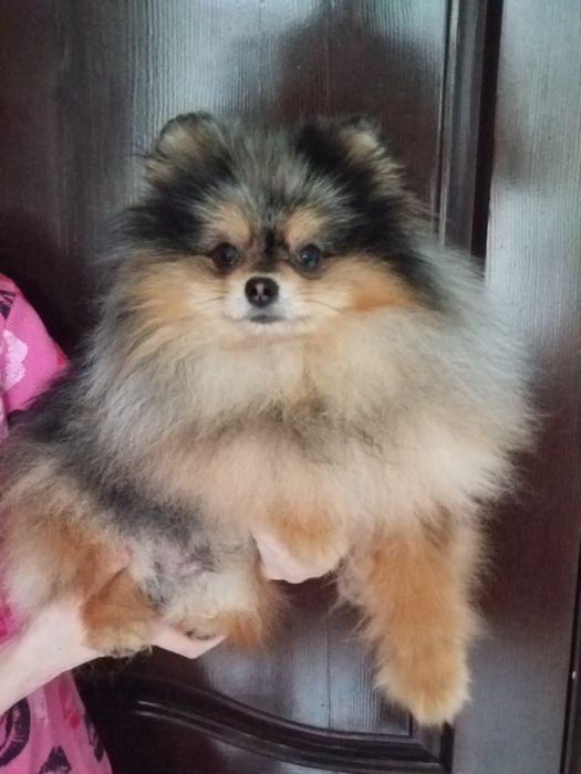 Мальчик померанский шпиц