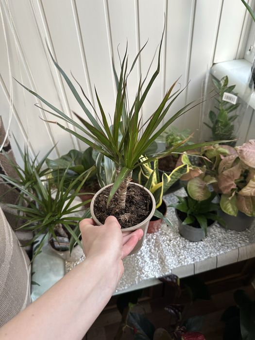 Кімнатні квіти рослини