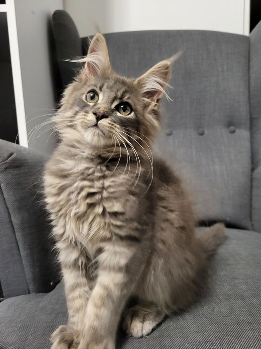Maine Coon niebieski kocurek hodowla FPL