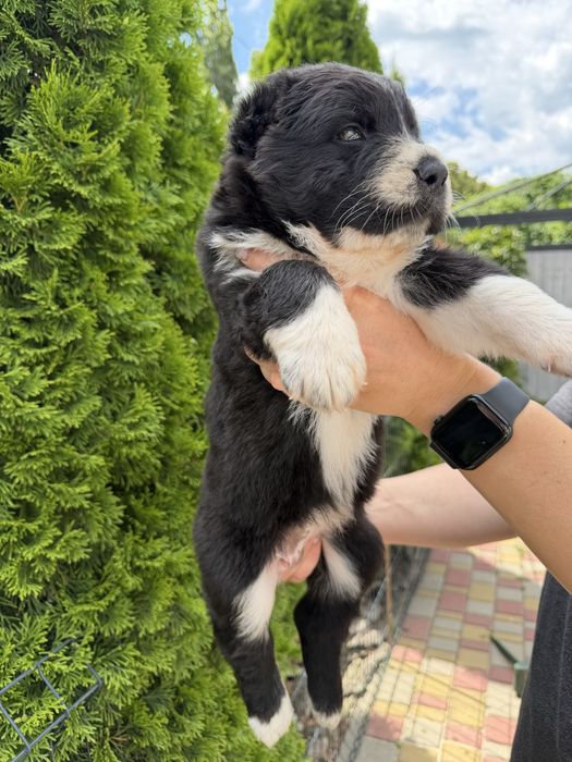 Продам цуценят САО(Алабай)