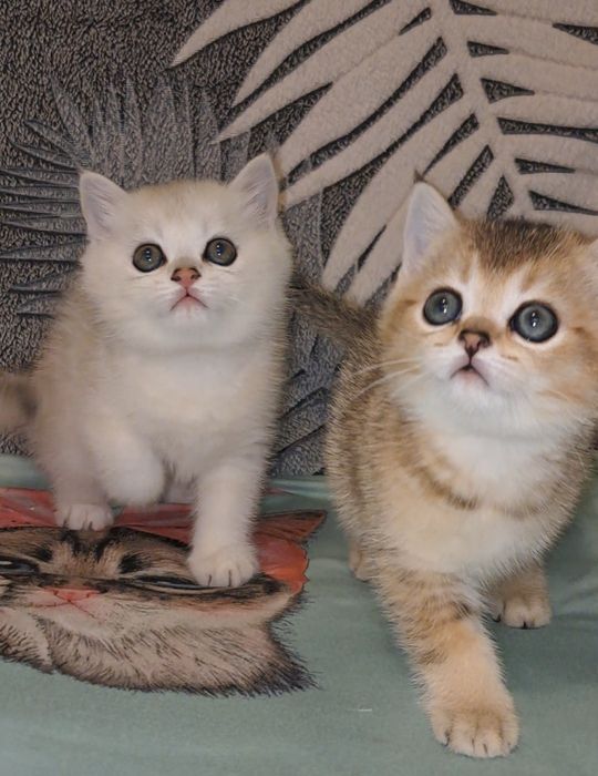 Кошенята.Золоті і срібні шиншили.