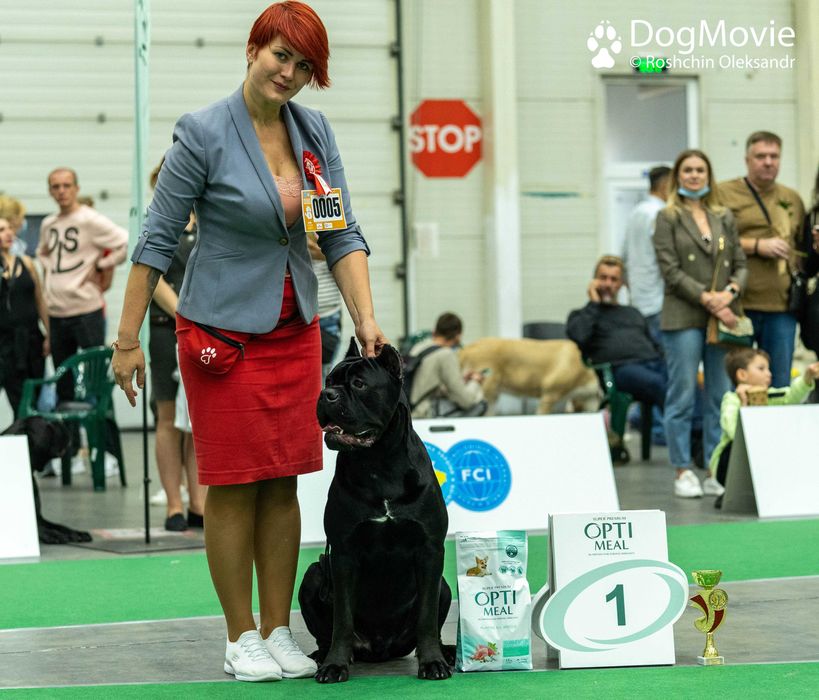 Кобель итальянского кане корсо доступен для вязок