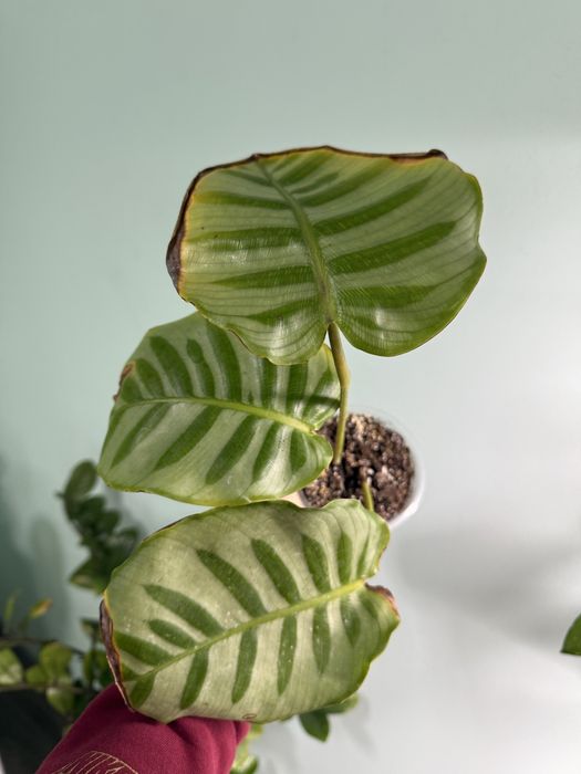 Калатея Белла Карлина Эксклюзив Коллекционная Bella Carlina