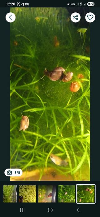 Водоросли для аквариума