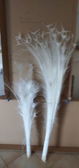 Vendo penas de pavão