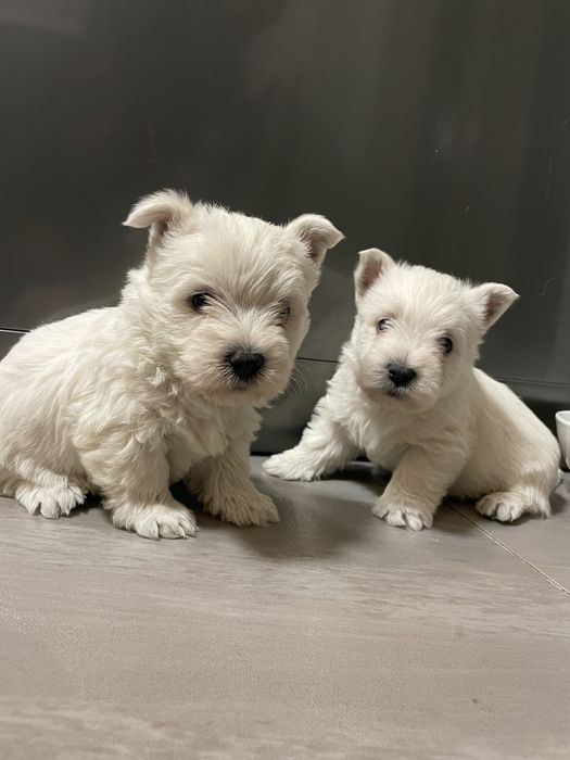 Szczeniaczek West Highland White Terrier