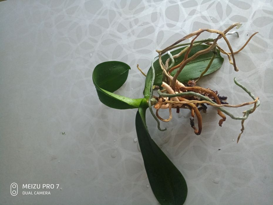 орхідея     біла