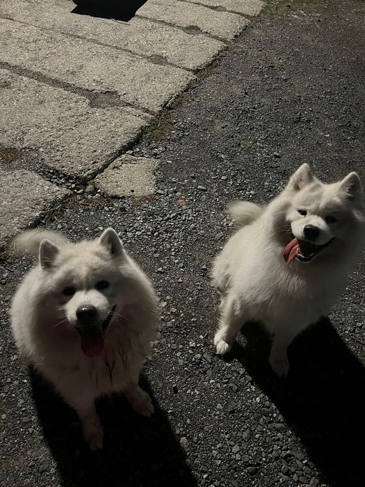 2 samoyedy do adopcji