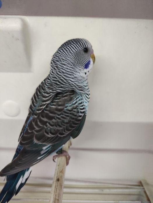 Piriquitos e Caturras pérola e silvestre