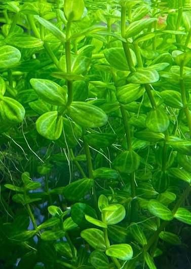 Planta para aquário lindernia rotundifolia