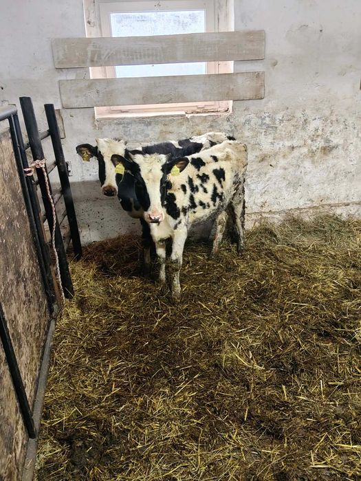 Cielęta Byczki Jałówki Polskie Pochodzenie Niebieska Strefa Zdrowe Ład