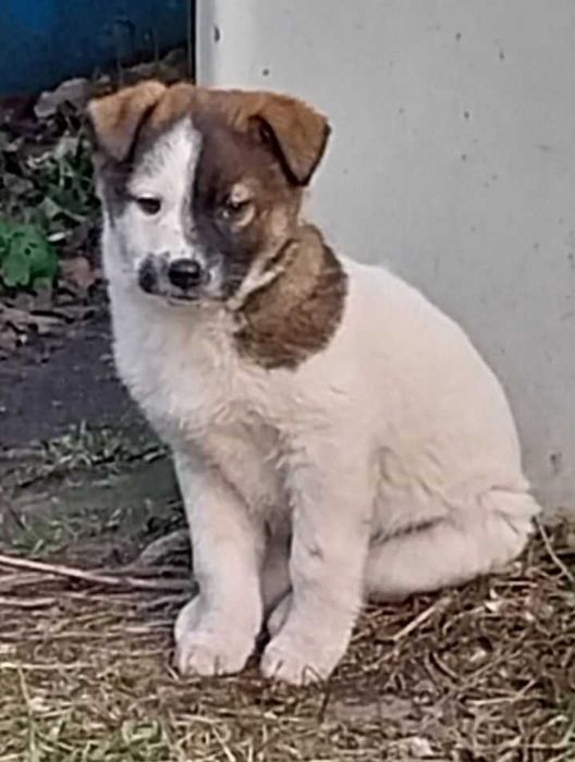 Малеча у пошуках домівки