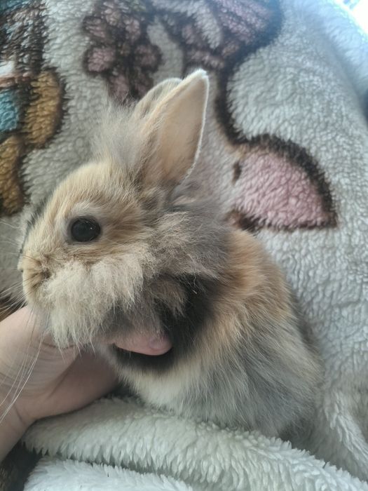 Miniaturki króliczki
