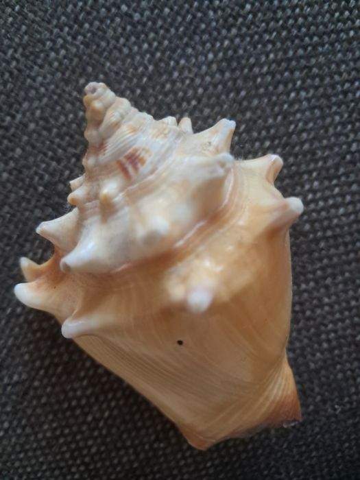 3 muszle, oryginalne