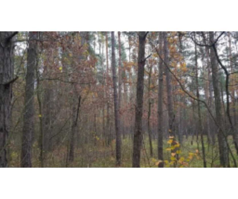 Na sprzedaż: działka leśna 3500 m², zdrowy sosnowy las, Kuźnica