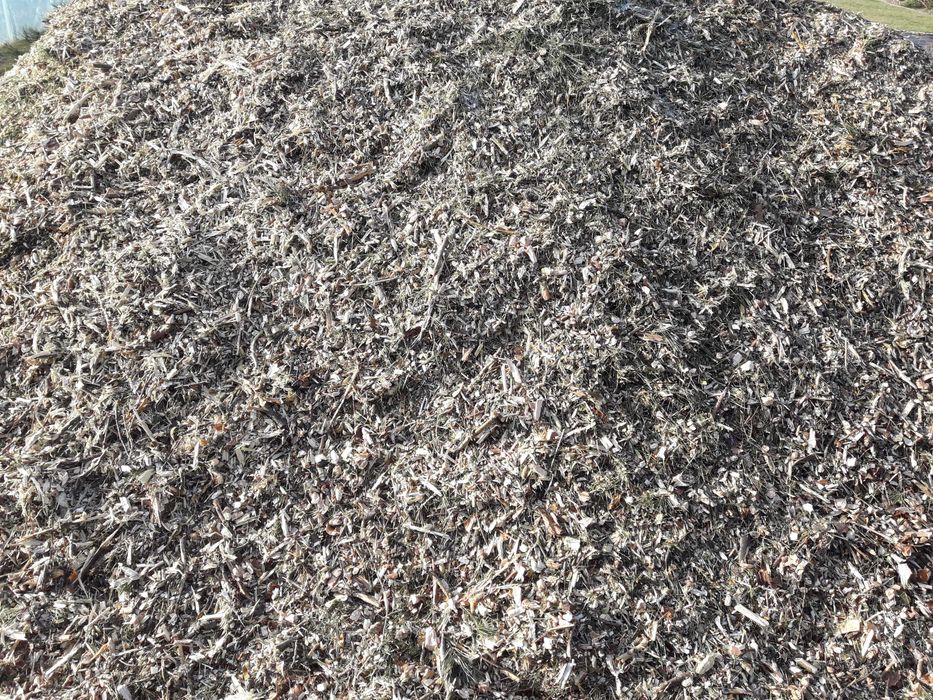 zrębki z drzew iglastych