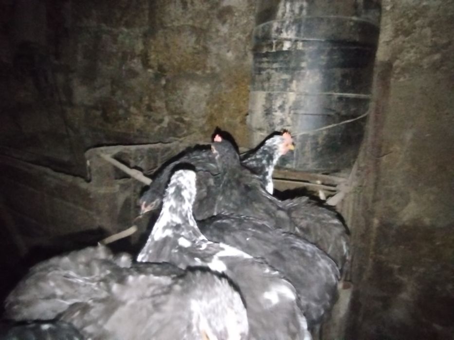 кохінхін карликовий