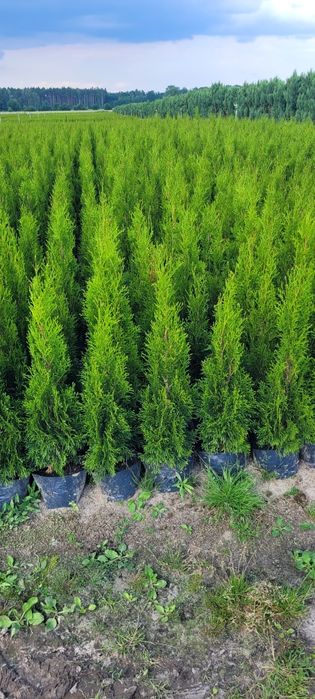 Tuja Smaragd 140 cm tuje 120 szmaragd 100 brabant laurowiśnia pruszków