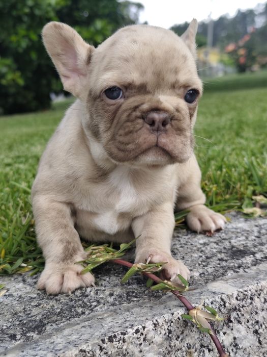 bulldog francês femea