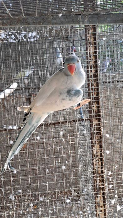 Ring necks machos e femeas varias mutações