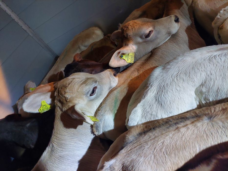 Działdowo byczki cielaki