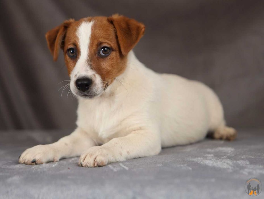 Jack Russell Terrier ZKwP FCI  piesek po Championie