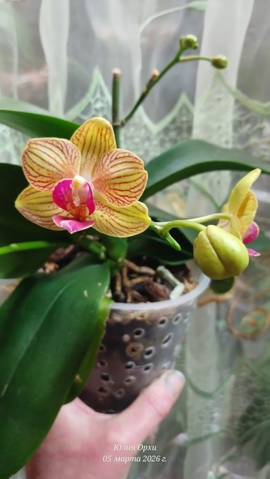 Продам свои домашние орхидеи. Адаптированы.