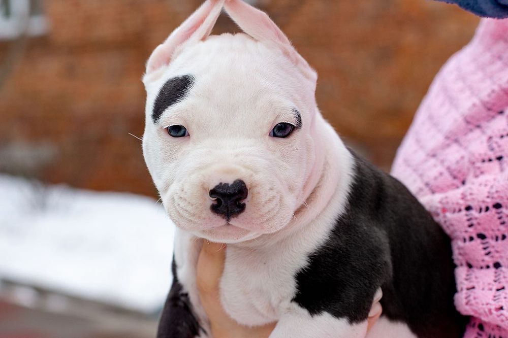 Донечка Гери  цуценя АСТ лагідне ам.стафеня