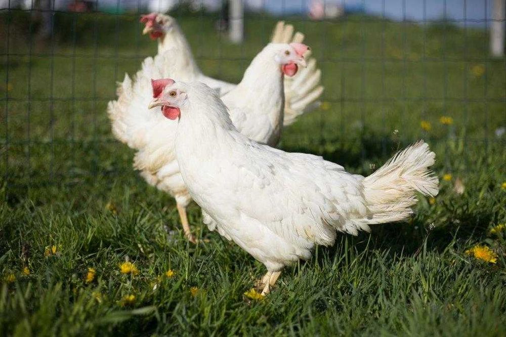 Kury nioski Tetra tintet na jajko