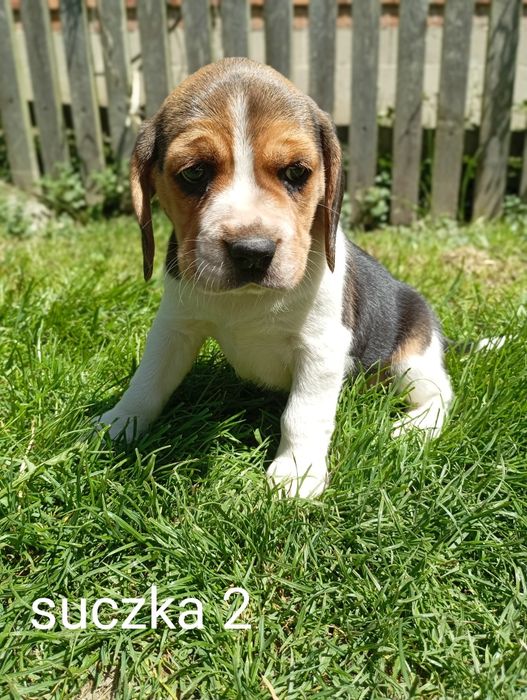 Piękny szczeniak Beagle