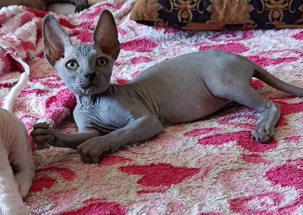 Сфинкс мальчик котенок