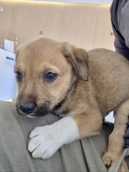 Cães bebés machos adoção responsável