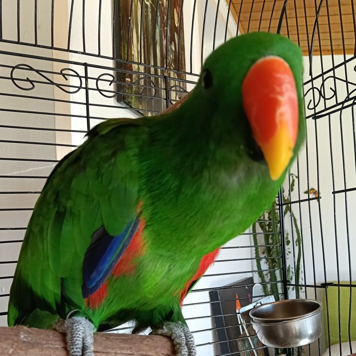 Papagaio ecletus 2025