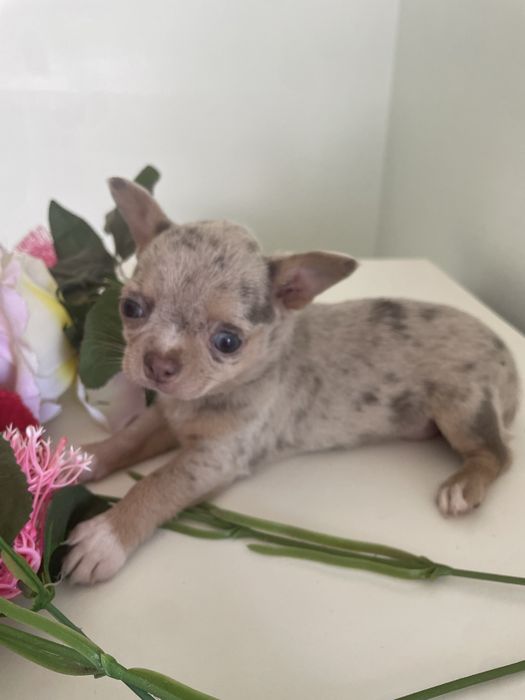 Chihuahua  femea   excelente merle chocolate