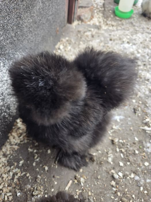 Jedwabiste silka usa kurki