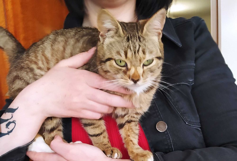 Необычная кошечка ищет дом (стерилизованная)