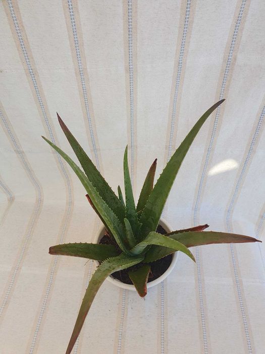 Planta - Aloé Vera