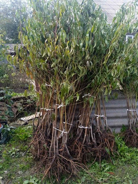 Саджанці черешні, вишні, яблука, груші, сливи, персик, абрикос