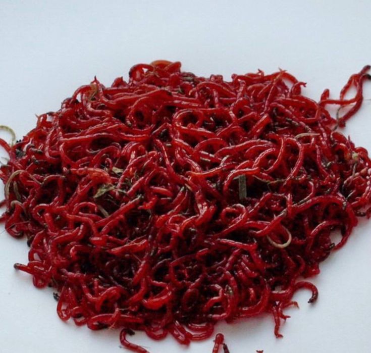 Мотиль живий! Кормовий та на рибалку