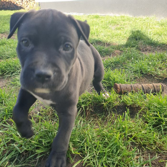 Amstaff Standard szczeniak miot B
