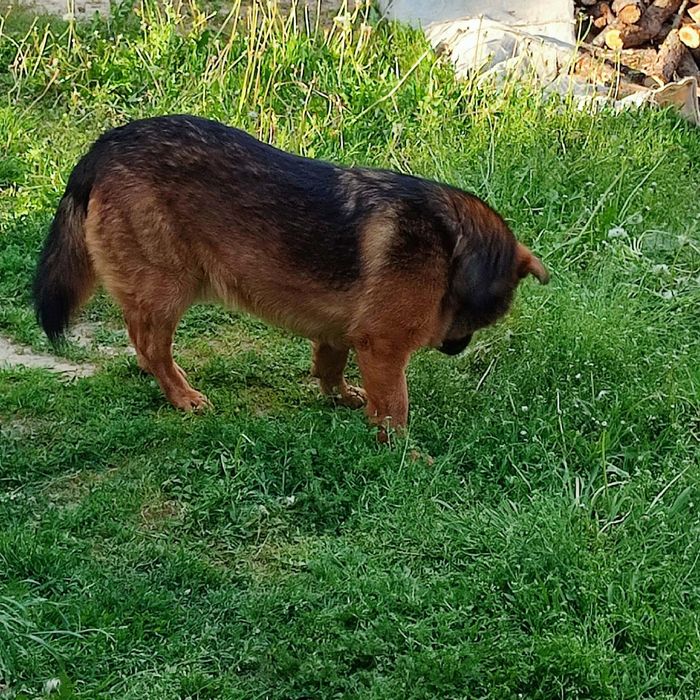 Oddam pieska w dobre ręce