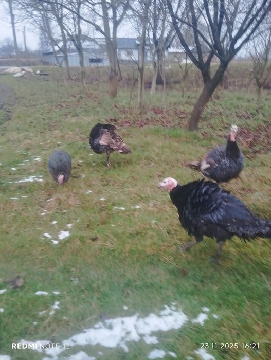 Продам молоді домашні індики