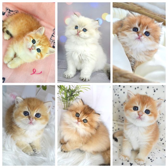 Британська золота шиншила кошенята