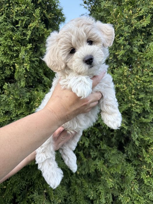 Maltipoo z rodowodem piesek! Gotowy do odbioru!