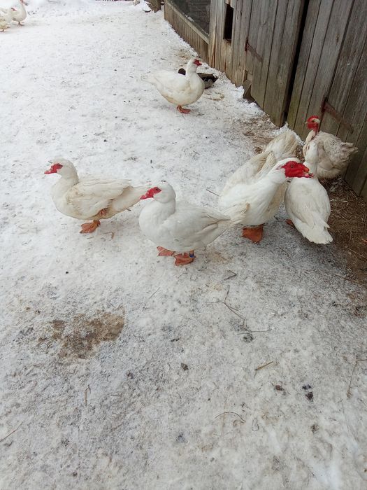 Качки для розплоду